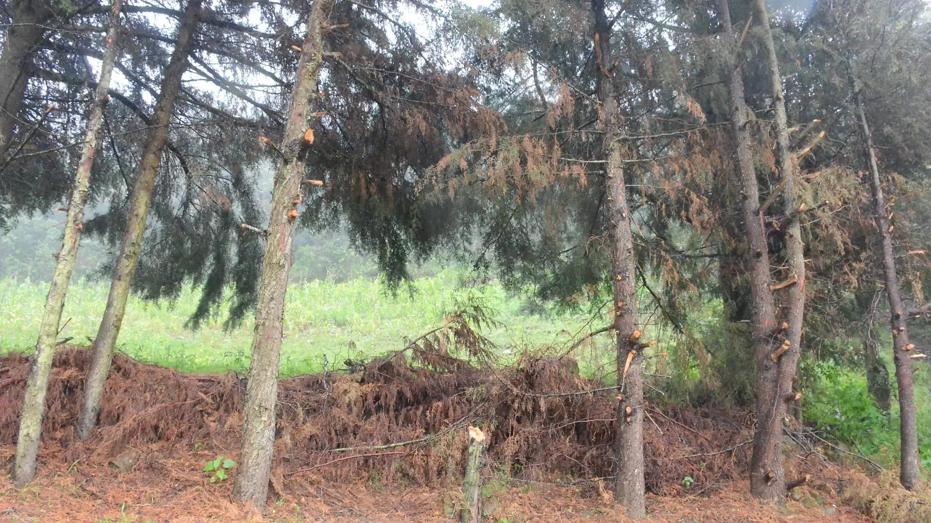 Llaman a la denuncia de las personas en caso de percatarse de la tala en los bosques amealcenses.  Luis Lu_vanos.  El Sol de San Juan del R_o.